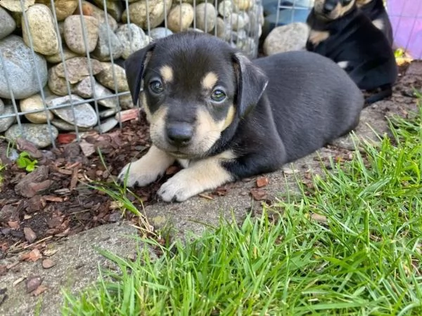 cuccioli di pinscher nano di razza pura, neri | Foto 2