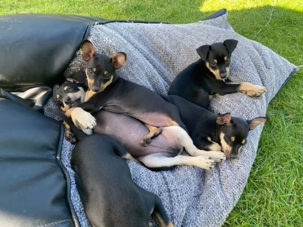cuccioli di pinscher nano di razza pura, neri | Foto 1