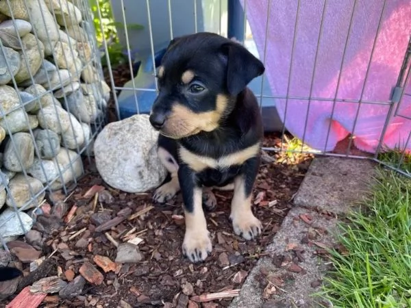 cuccioli di pinscher nano di razza pura, neri | Foto 0