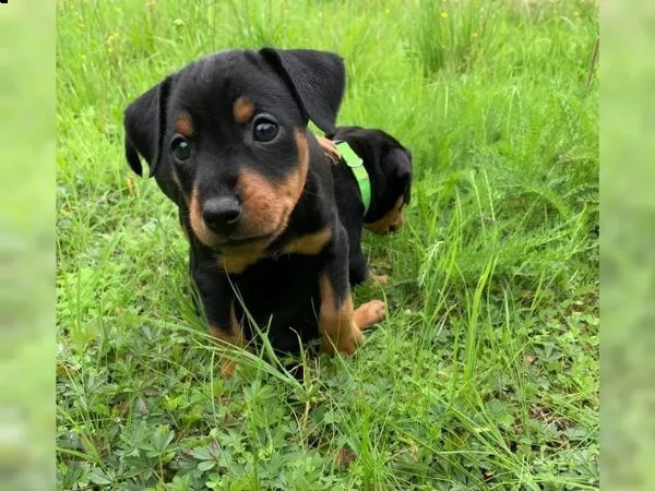 cuccioli di pinscher nano pronti a partire dal 10 settembre 2023 | Foto 2
