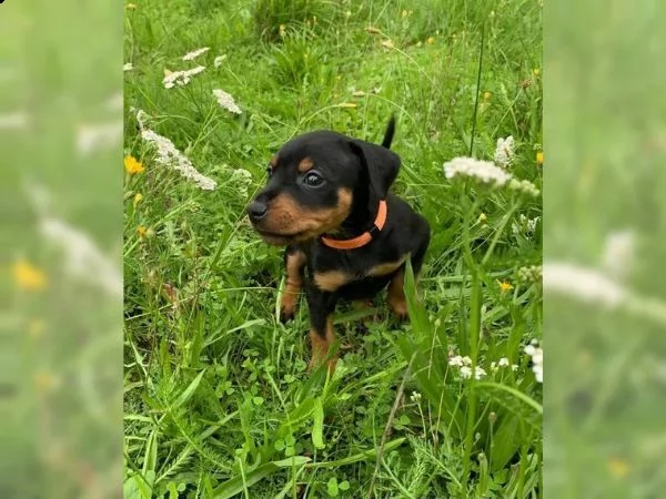 cuccioli di pinscher nano pronti a partire dal 10 settembre 2023 | Foto 1