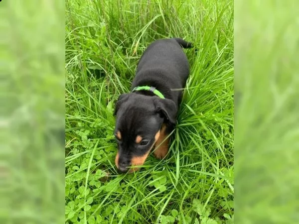 cuccioli di pinscher nano pronti a partire dal 10 settembre 2023 | Foto 0