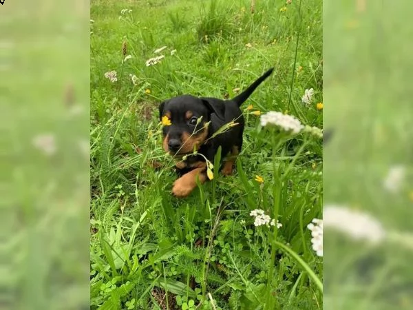 cuccioli di pinscher nano pronti a partire dal 10 settembre 2023