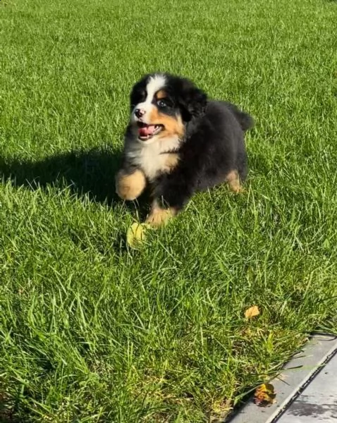 cuccioli di bovaro del bernese | Foto 3