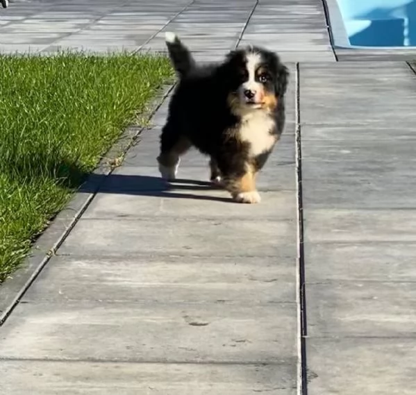 cuccioli di bovaro del bernese | Foto 1