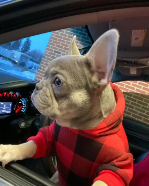 bouledogue francese (bulldog blue-merle) | Foto 4