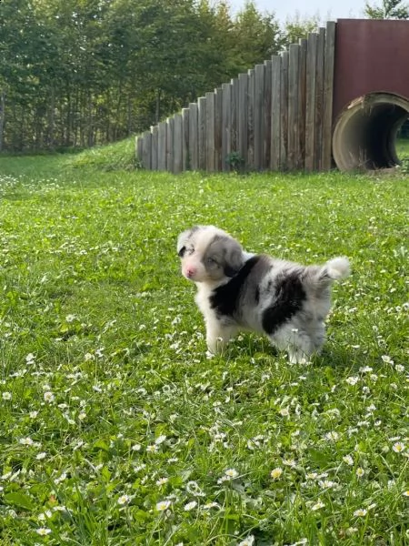 dolci e adorabili cuccioli di pastore australiano