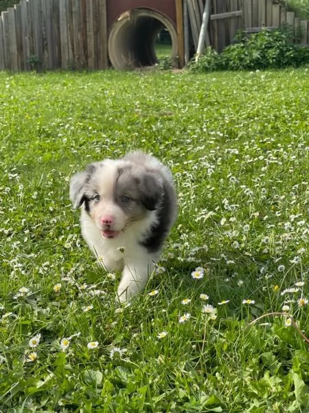 dolci e adorabili cuccioli di pastore australiano | Foto 3