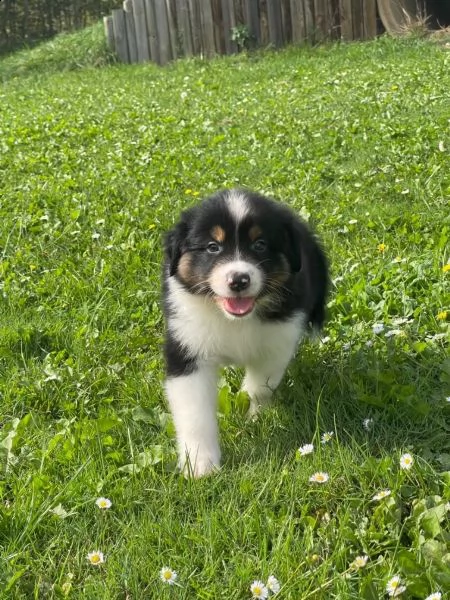 dolci e adorabili cuccioli di pastore australiano | Foto 2