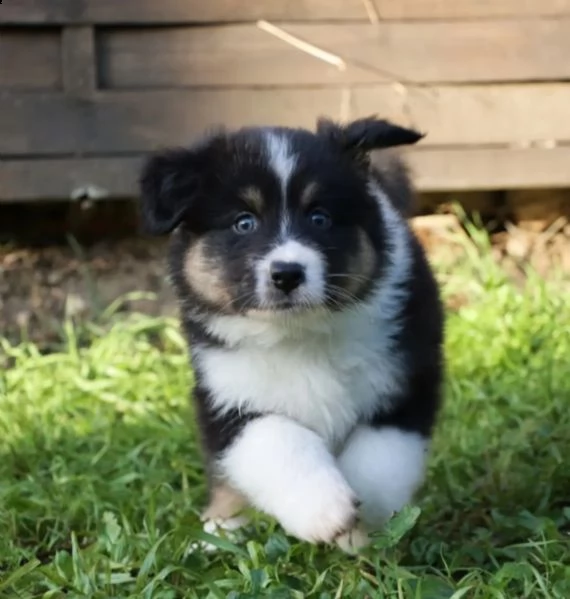 dolci e adorabili cuccioli di pastore australiano | Foto 1
