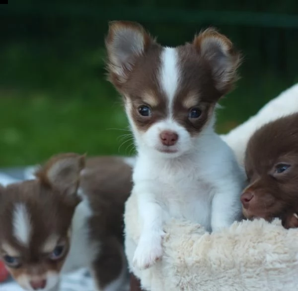 tipici cuccioli di chihuahua di razza cioccolato a pelo lungo | Foto 4