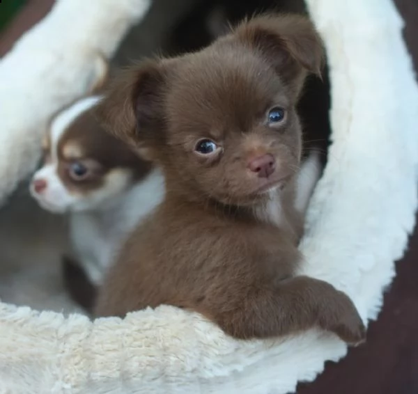 tipici cuccioli di chihuahua di razza cioccolato a pelo lungo