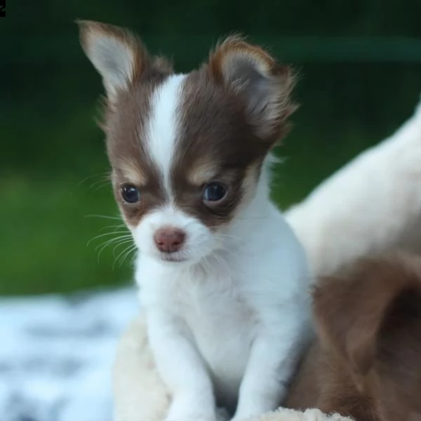 tipici cuccioli di chihuahua di razza cioccolato a pelo lungo | Foto 2