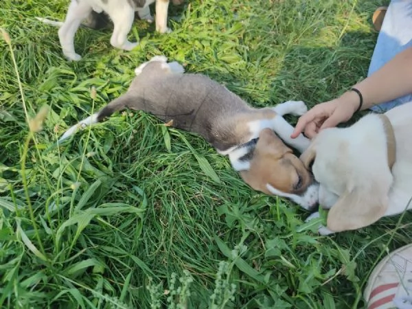 cuccioli di beagle pronti per la consegna | Foto 2