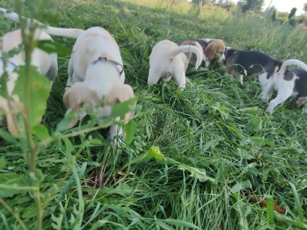 cuccioli di beagle pronti per la consegna | Foto 1