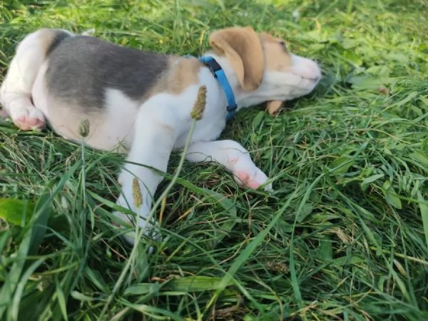 cuccioli di beagle pronti per la consegna | Foto 0