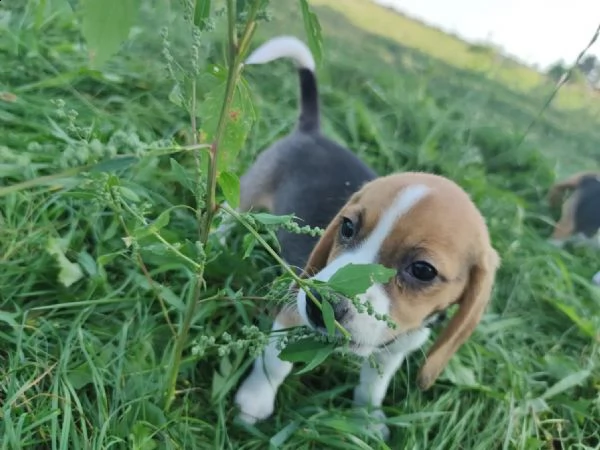cuccioli di beagle pronti per la consegna