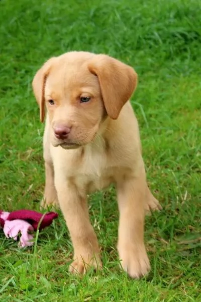 cuccioli di razza labrador neri e gialli con pedigree