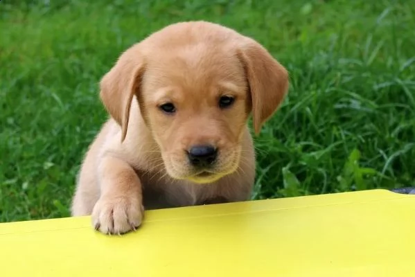 cuccioli di razza labrador neri e gialli con pedigree | Foto 1