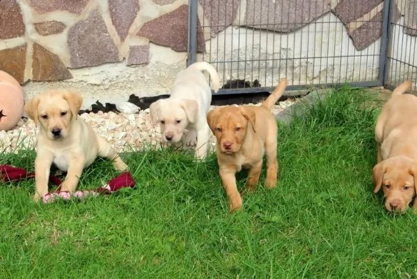 cuccioli di razza labrador neri e gialli con pedigree | Foto 0