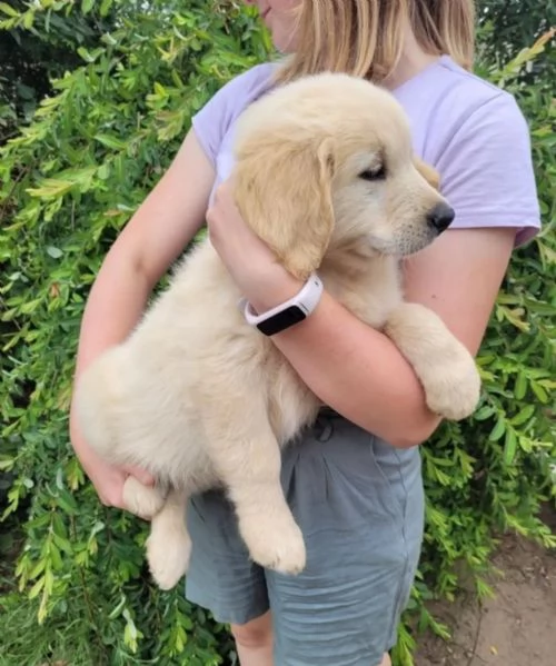 CUCCIOLI DI GOLDEN RETRIEVER DISPONIBILI | Foto 2