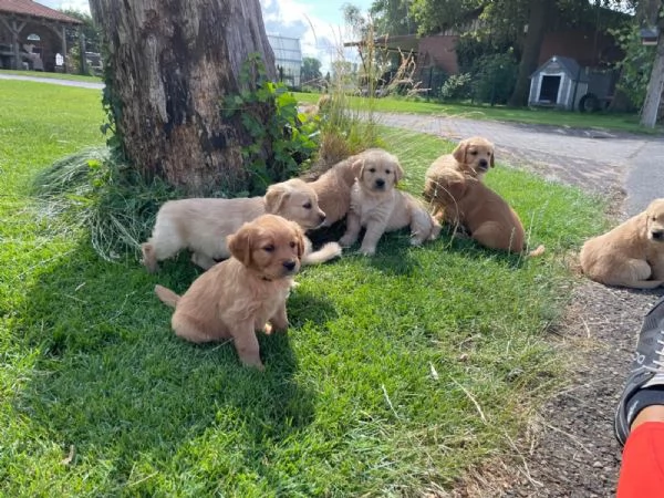 CUCCIOLI DI GOLDEN RETRIEVER DISPONIBILI