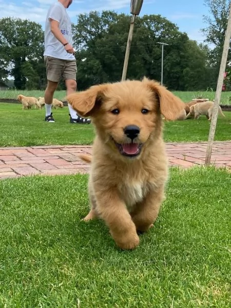 CUCCIOLI DI GOLDEN RETRIEVER DISPONIBILI | Foto 0
