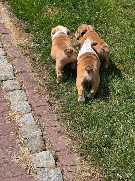 Bulldog Inglese Cuccioli - Pedigree | Foto 2