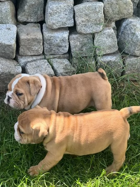 Bulldog Inglese Cuccioli - Pedigree