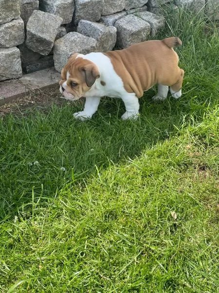 Bulldog Inglese Cuccioli - Pedigree | Foto 1