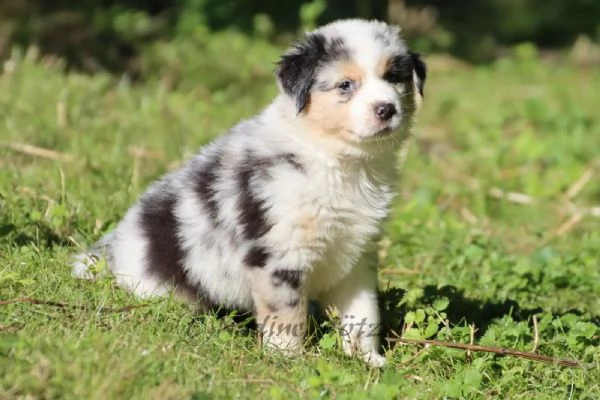 Cuccioli di Australian Shepherd (Pastore Australiano)