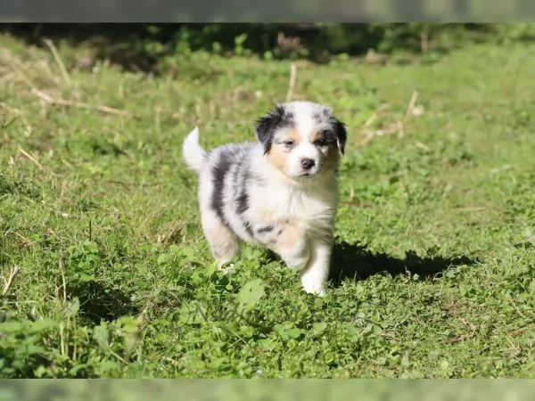 Cuccioli di Australian Shepherd (Pastore Australiano) | Foto 2