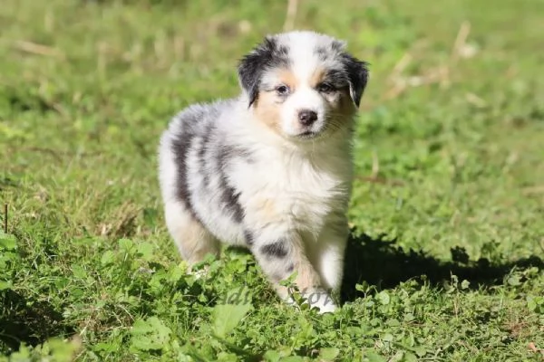 Cuccioli di Australian Shepherd (Pastore Australiano) | Foto 1