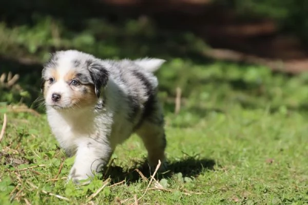 Cuccioli di Australian Shepherd (Pastore Australiano) | Foto 0
