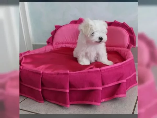 Cuccioli di Maltese taglia piccola