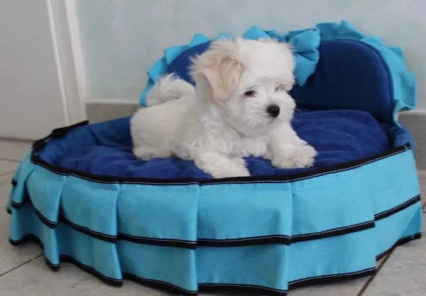 Cuccioli di Maltese taglia piccola | Foto 2