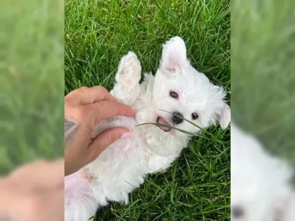 DISPONIBILI CUCCIOLI MALTESI TOY