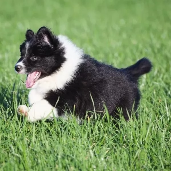 Border collie cuccioli di alta genealogia | Foto 2