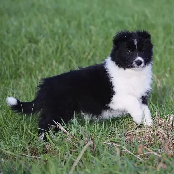 Border collie cuccioli di alta genealogia