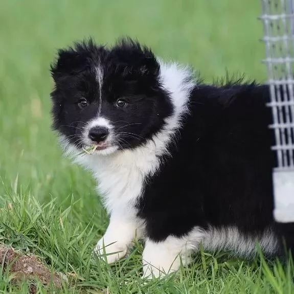 Border collie cuccioli di alta genealogia | Foto 0