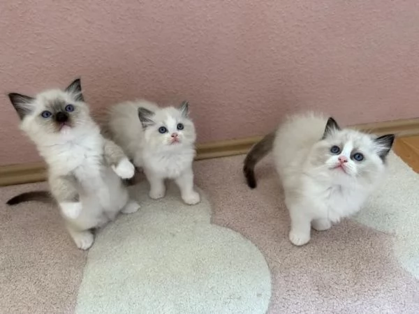 Bellissimi cuccioli di ragdoll | Foto 1