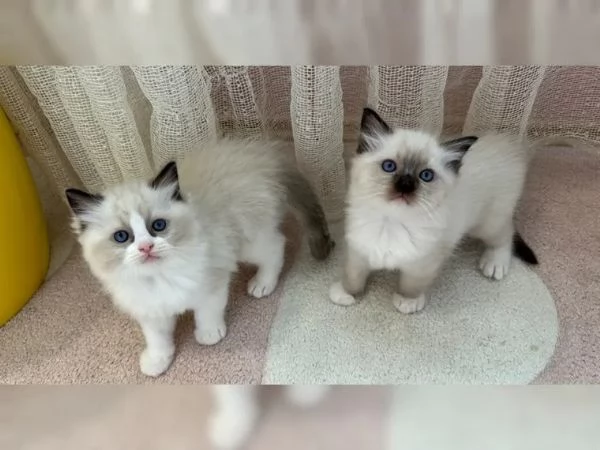 Bellissimi cuccioli di ragdoll | Foto 2