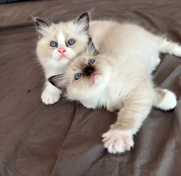 Bellissimi cuccioli di ragdoll