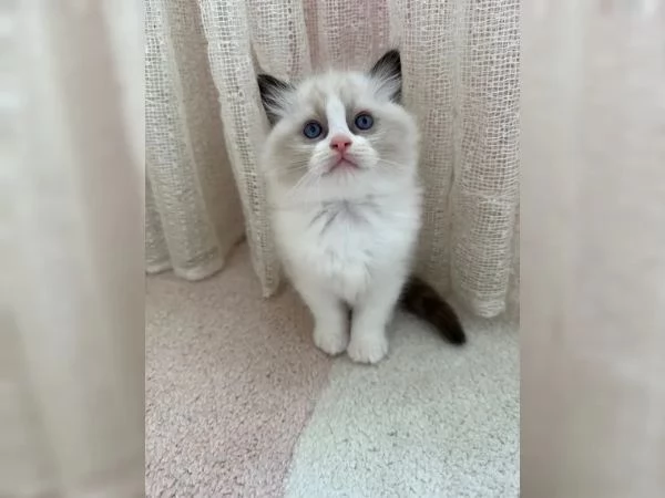 Bellissimi cuccioli di ragdoll | Foto 0