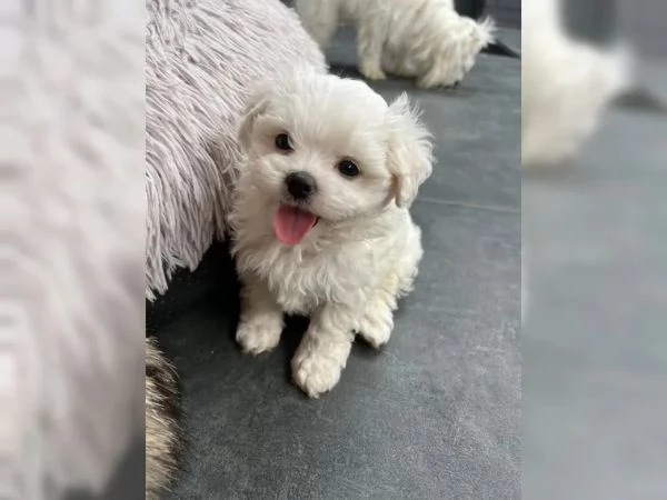 Cuccioli di Maltese Toy con Pedigree | Foto 1