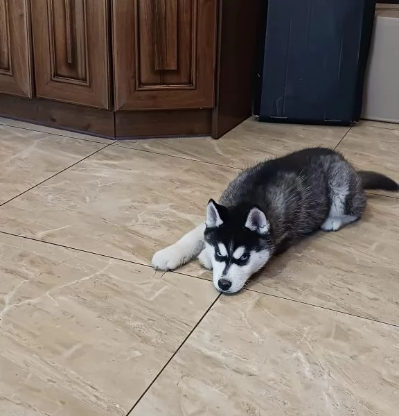 Cucciolo campione di Siberian Husky bianco e nero con pedigree FCI dagli occhi azzurri | Foto 2