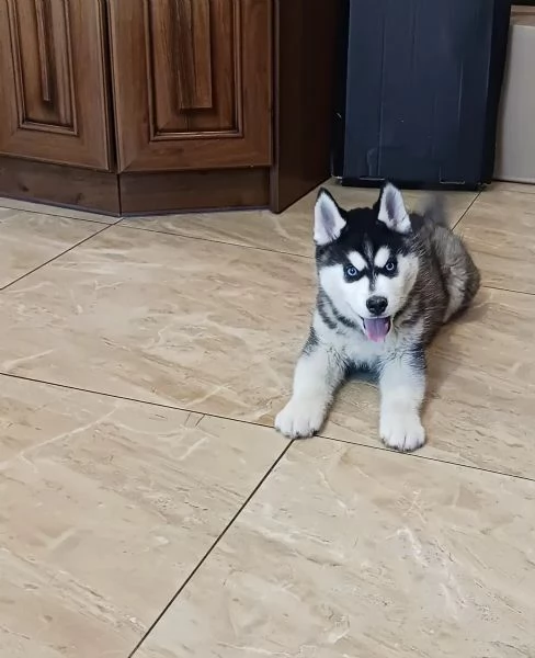 Cucciolo campione di Siberian Husky bianco e nero con pedigree FCI dagli occhi azzurri | Foto 1