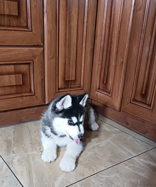 Cucciolo campione di Siberian Husky bianco e nero con pedigree FCI dagli occhi azzurri | Foto 0