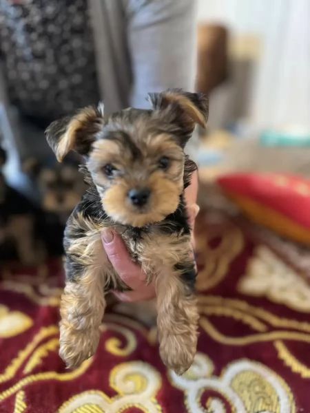 BELLISSIMI CUCCIOLI DI YORKSHIRE TERRIER DISPONIBILI
