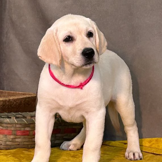 regalo bello labrador cuccioli maschi e femmine bello labrador , maschio e femmina, sverminato, con  | Foto 0